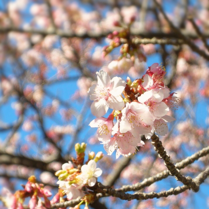 伊豆で一番早く満開になる早咲桜