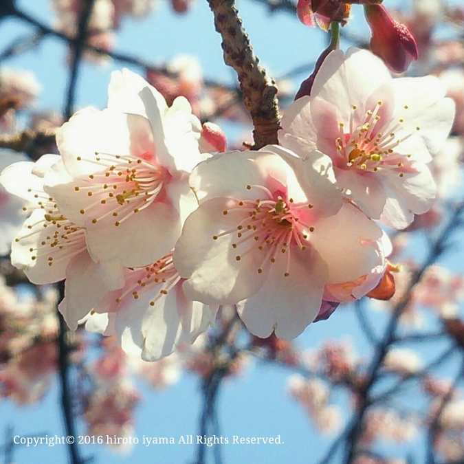 椿寒桜 椿寒桜