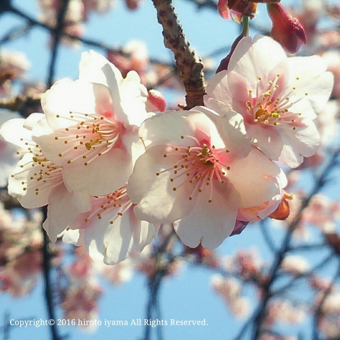 椿寒桜