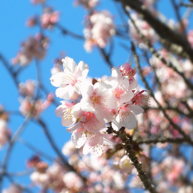 椿寒桜