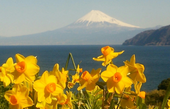 富士山 西伊豆 西伊豆 富士山