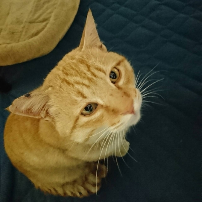 招き猫 招き猫