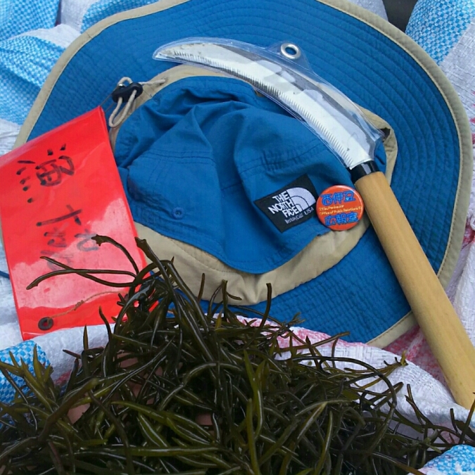 ひじき漁 ひじき漁