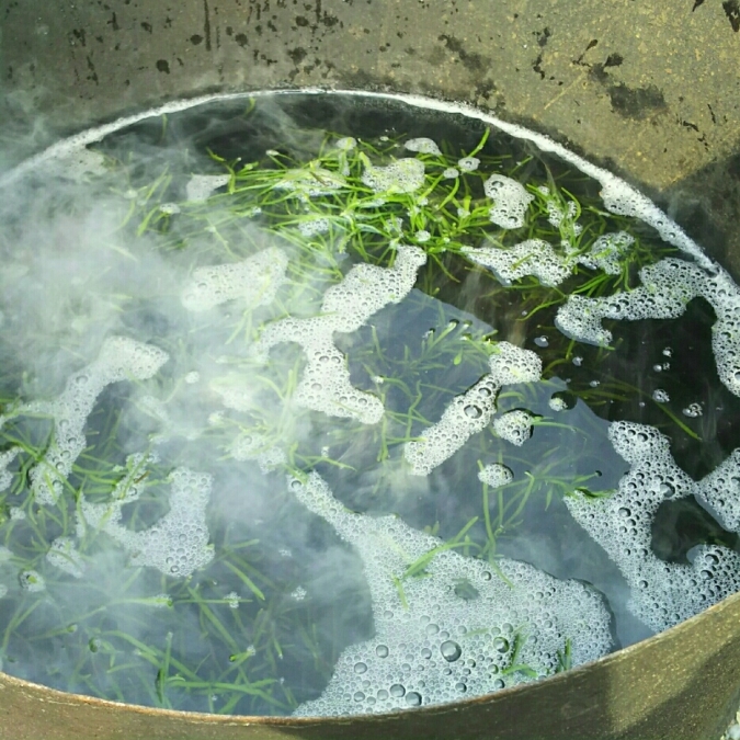 ひじき ひじき漁