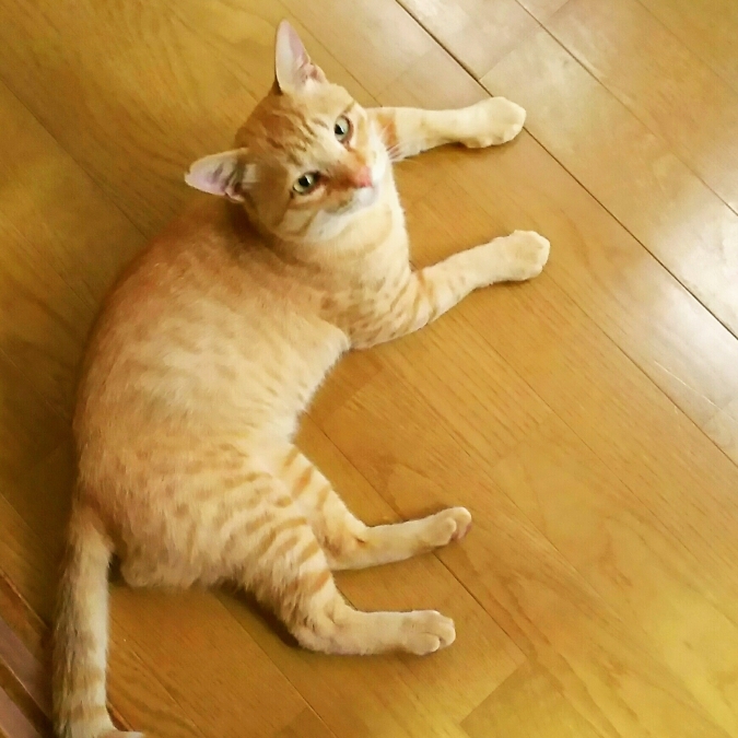 うちの招き猫 haru うちの招き猫 haru
