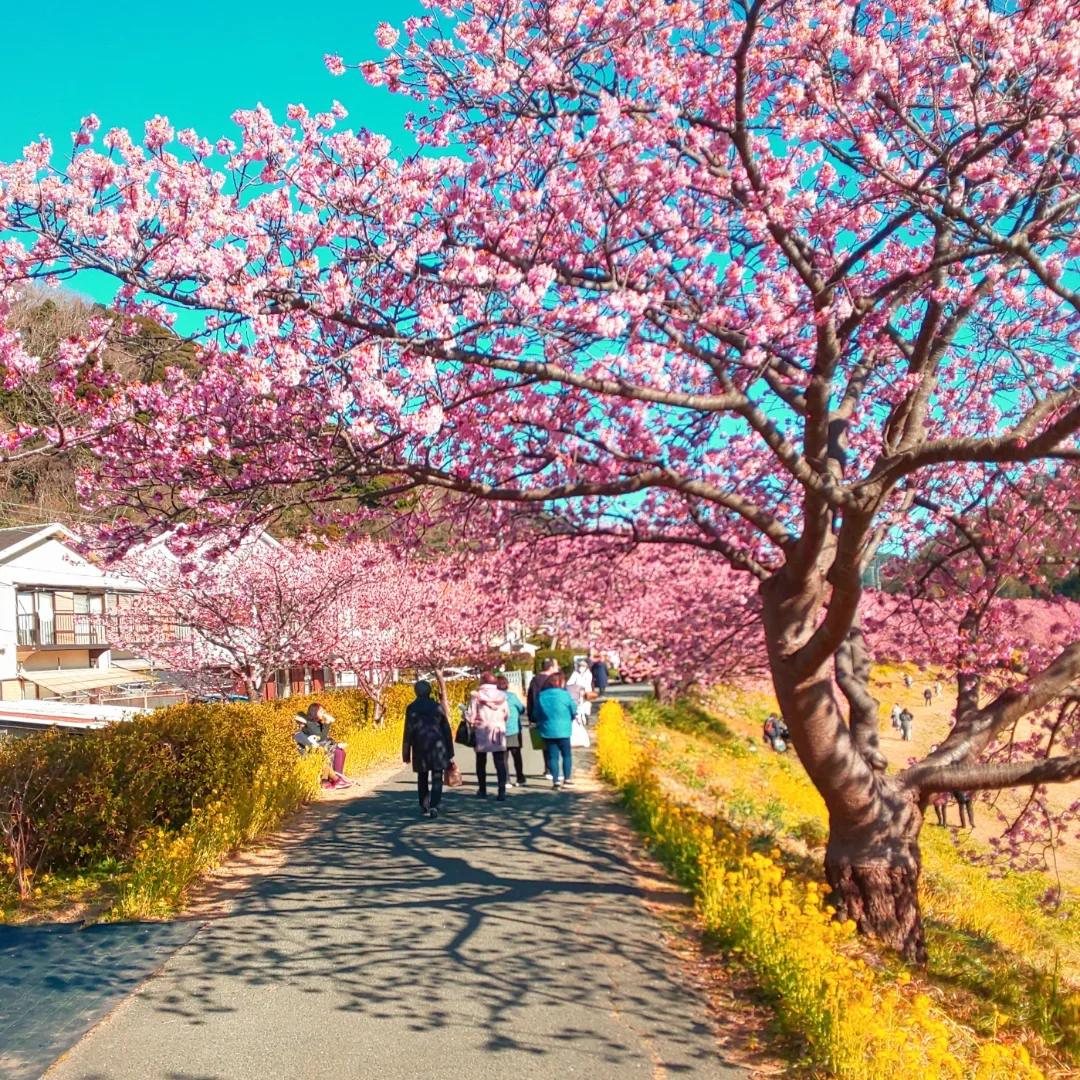 みなみの桜と菜の花まつ みなみの桜と菜の花まつ