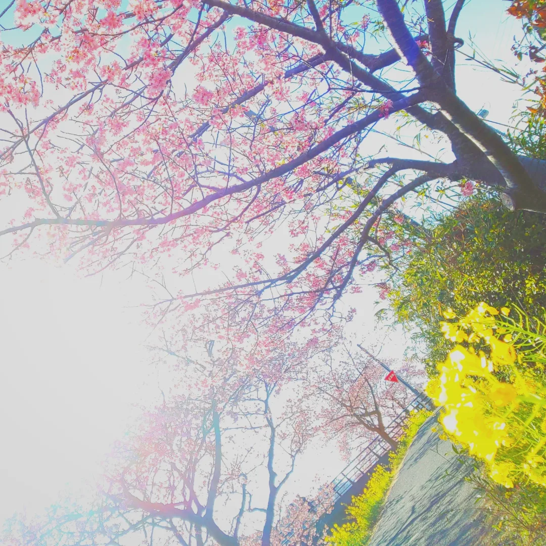 河津桜 南伊豆 河津桜 南伊豆